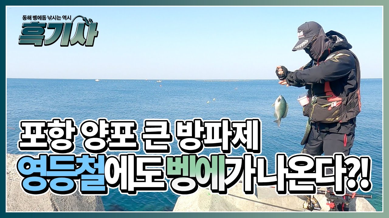 [흑기사 장원석] 포항 양포 큰 방파제 출조! 영등철에도 벵에를 잡는다고요??