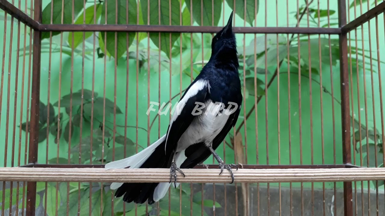 Pancingan kicau kacer agar kacer lain ikutan ngobra