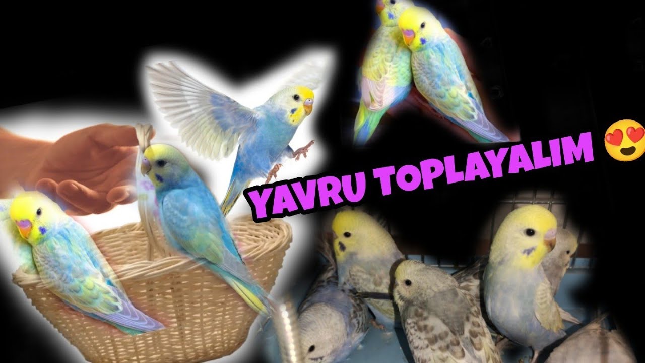 Rainbow Muhabbet Kuşları Yavrularımız.Rainbow Irkı Üretimi #budgies #budgie #budgielove #birds