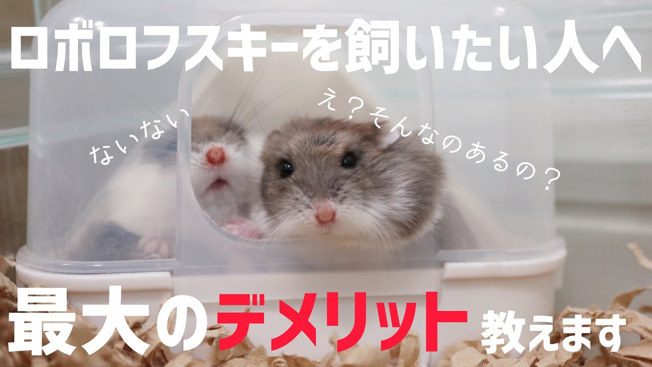 ロボロフスキーハムスターを飼う最大のデメリットをお教えします