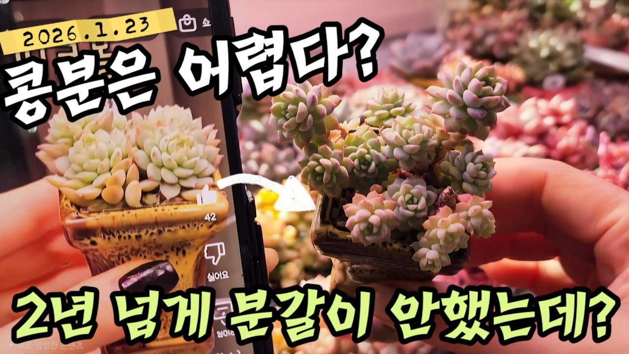 ✅️콩분 다육이 1년 넘게 분갈이 안해도 클까? 콩분의 장ㆍ단점ㅣ관리법ㅣ물주기