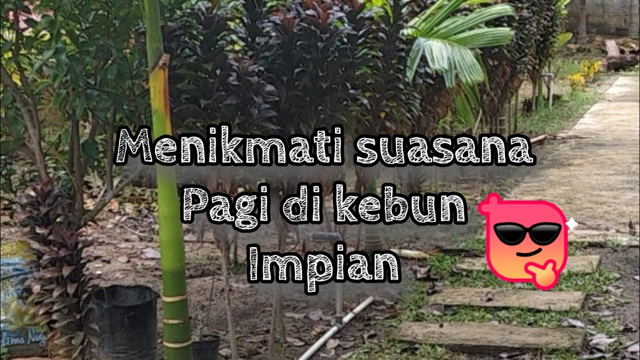 Menikmati suasana pagi hari di kebun impian #masjowi #berkebin #slowliving