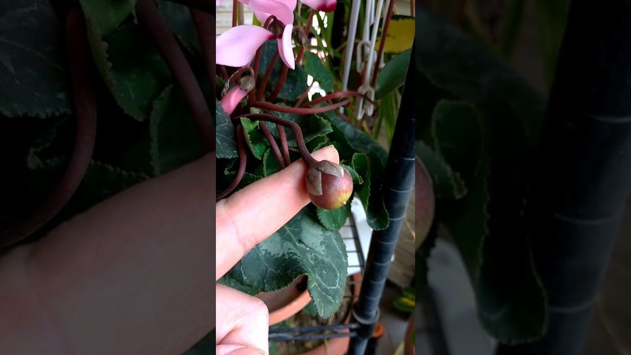 SIKLAMEN NASIL &Ccedil;OĞALTILIR ? İŞTE SIKLAMEN TOHUMLARI 👍🌷