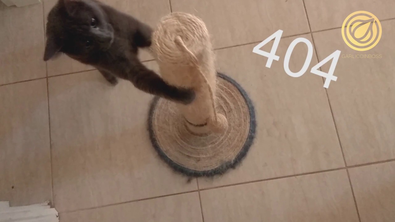 YOU AND GARLICOIN WORLD (CAT PERFORMANCE) ~~~~~TASTY STRUGGLE ~~~ GARLICOIN DANK MEME
