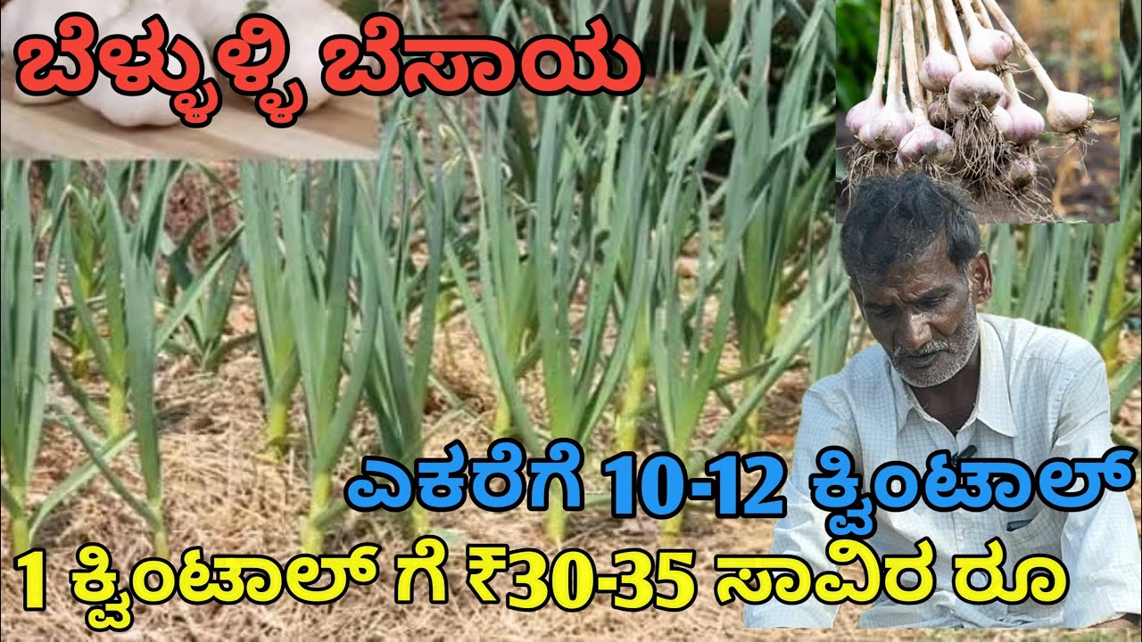 ಬೆಳ್ಳುಳ್ಳಿ ಬೇಸಾಯ ಸಂಪೂರ್ಣ ಮಾಹಿತಿ | ಒಂದು  ಕ್ವಿಂಟಾಲ್ ಗೆ ₹35,000 | ಎಕರೆ ಗೆ 10-12 ಕ್ವಿಂಟಾಲ್ ಇಳುವರಿ