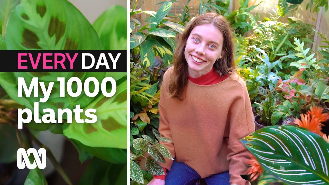 I have over 1,000 indoor plants. This is how I look after them | Everyday Gardening | ABC Australia