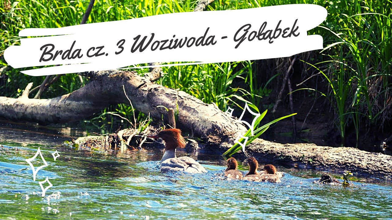 Spływ kajakowy Brda przez Bory Tucholskie (Woziwoda - Gołąbek) - pomorskie kajaki