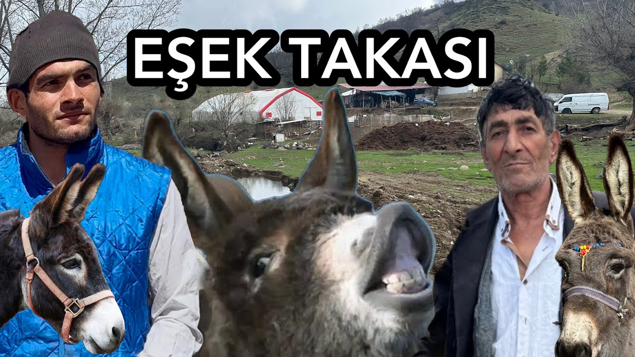 МЫ ОБМЕНЯЛИ НАШ МЕРСЕДЕС / МЫ ОБМЕНЯЛИ НАШЕГО ОСЛА БАРХАТНОГО С ДРУГИМ ОСЛОМ / ОСЛИНЫМ ПОСЛОМ ДЯДЯШК