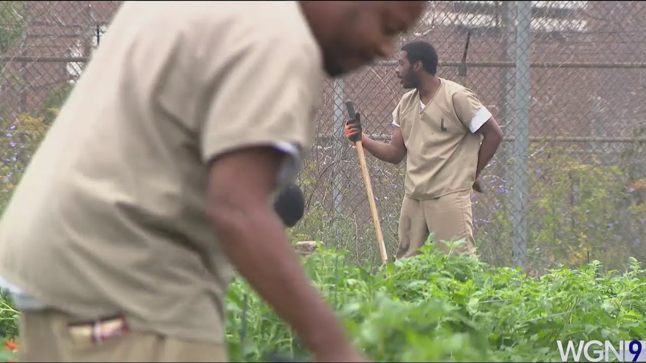Cook County Jail farming initiative planting seeds of change for inmates