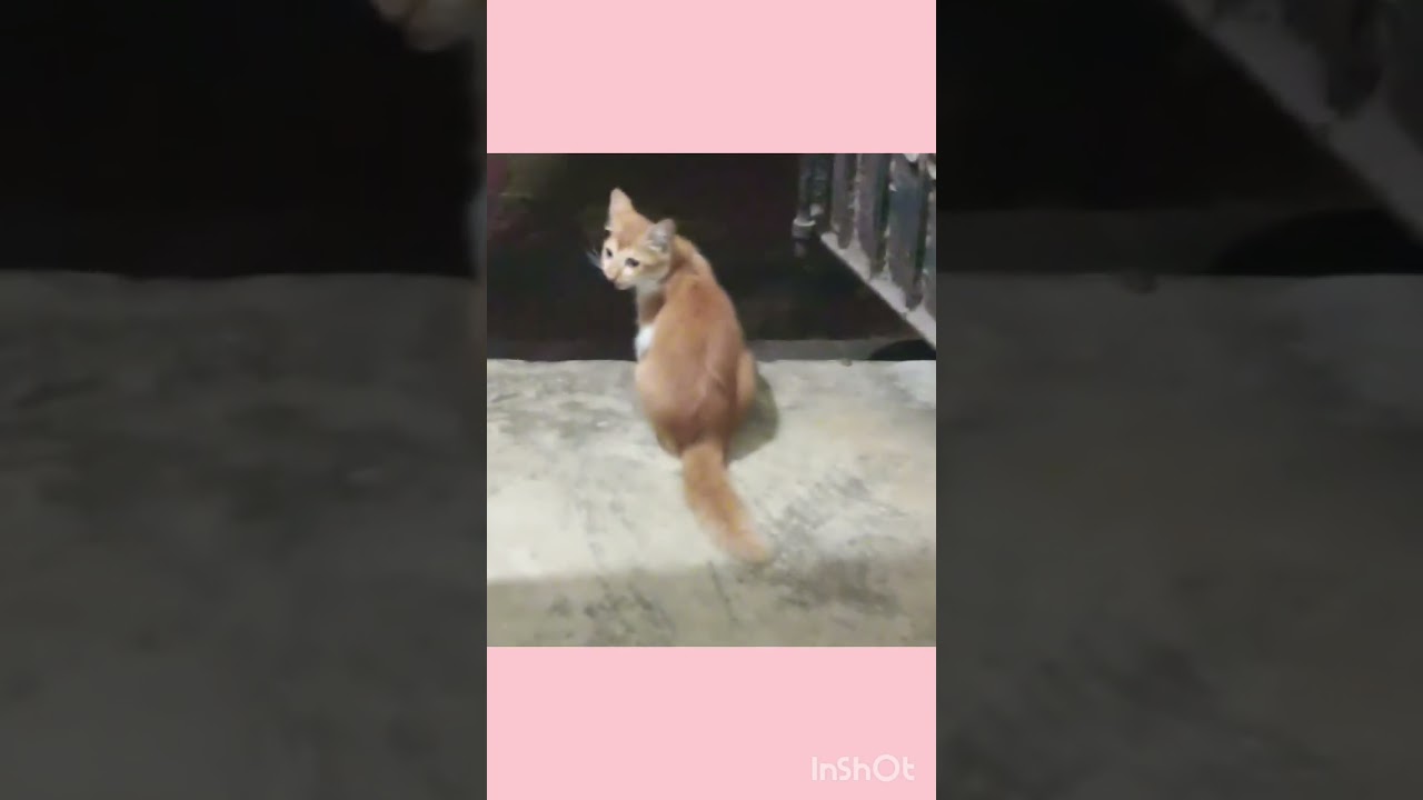 #pet