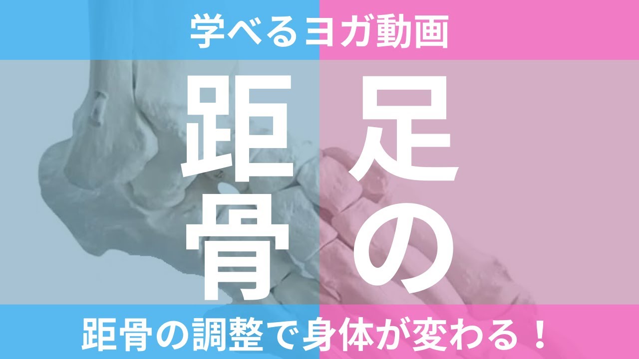 学べるヨガ動画「距骨」ハイライト