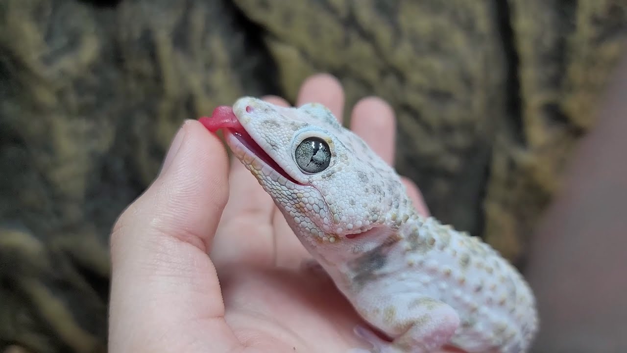 A Friendly Calico Tokay Gecko! Hand Feeding and Handling / 칼리코 토케이에게 핸드피딩을 해보자!