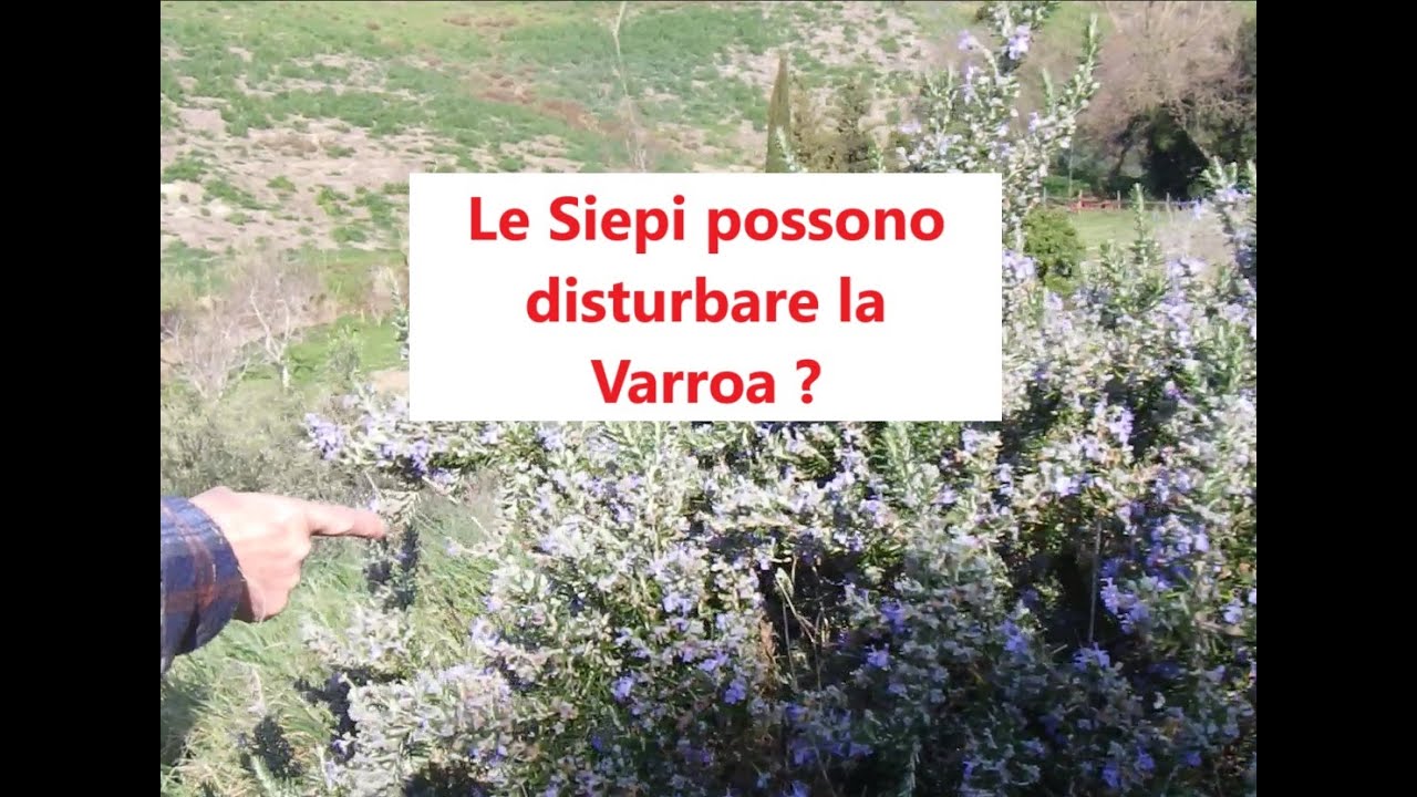 Le Siepi possono disturbare la Varroa ? Un aiuto alle Api