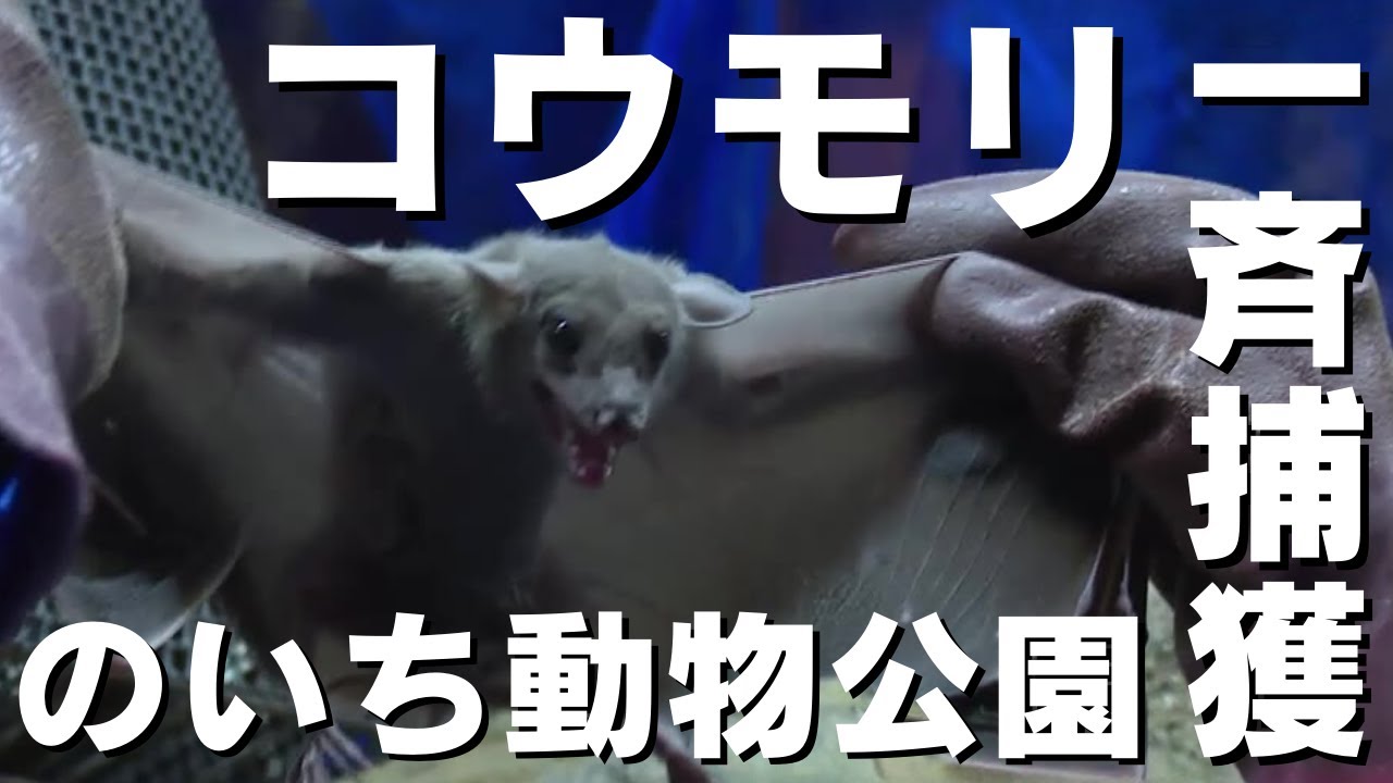 「エジプトルーセットオオコウモリの飼育数日本一！のいち動物公園の飼育員が健康状態確認の為一斉捕獲」2024/3/4放送