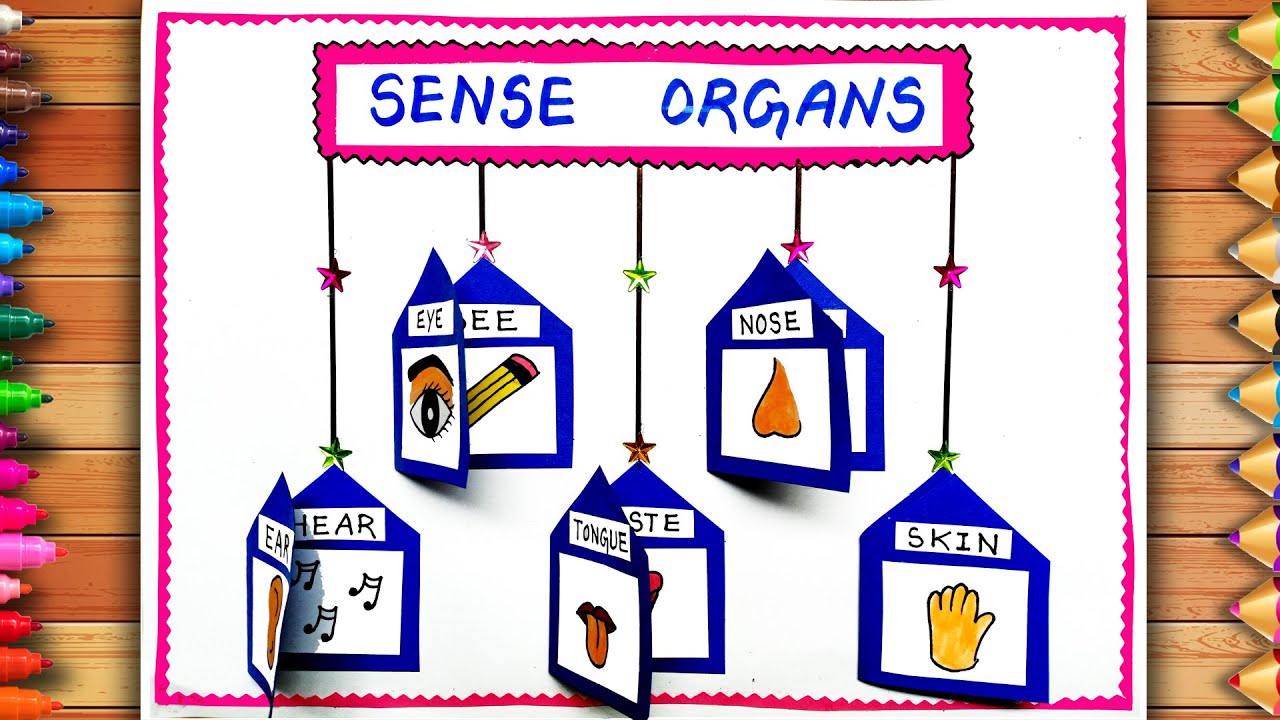 Sense Organs TLM | Easy Sense Organs Chart | Sense Organs Project | Sense Organs Drawing  School TLM