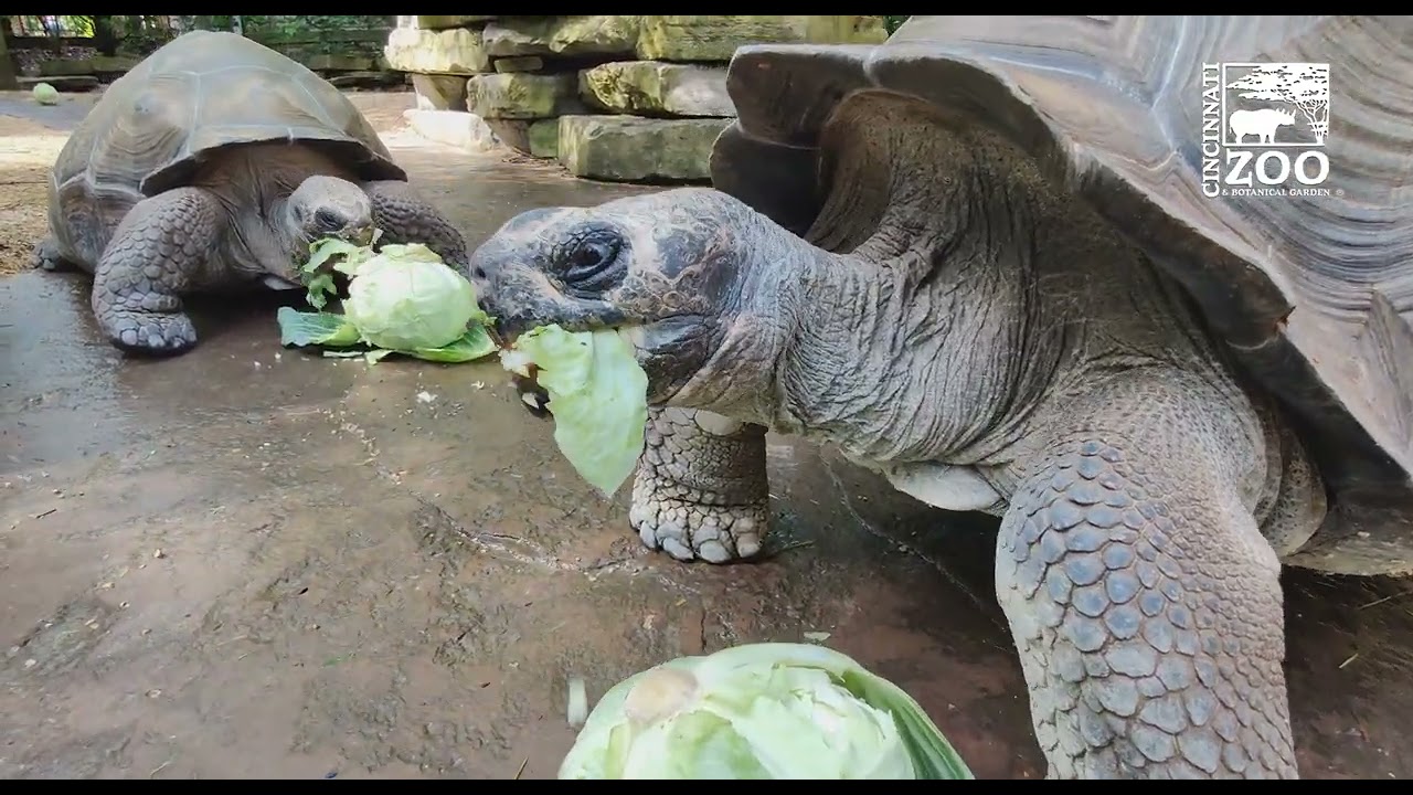 Galapagos Tortoises Eat Cabbage for World Turtle Day _ Cincinnati Zoo