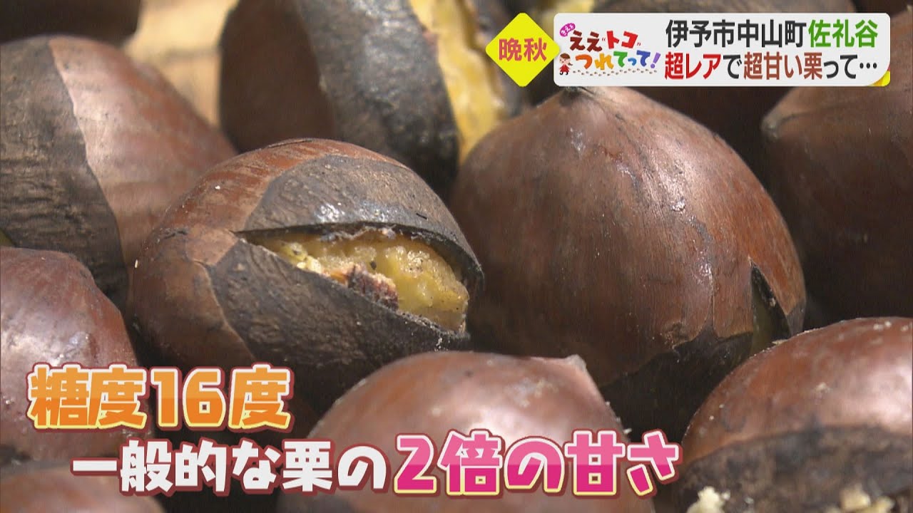 【名護谷アナ企画】伊予市中山町佐礼谷で晩秋のええトコ巡り＜きえトコ＞