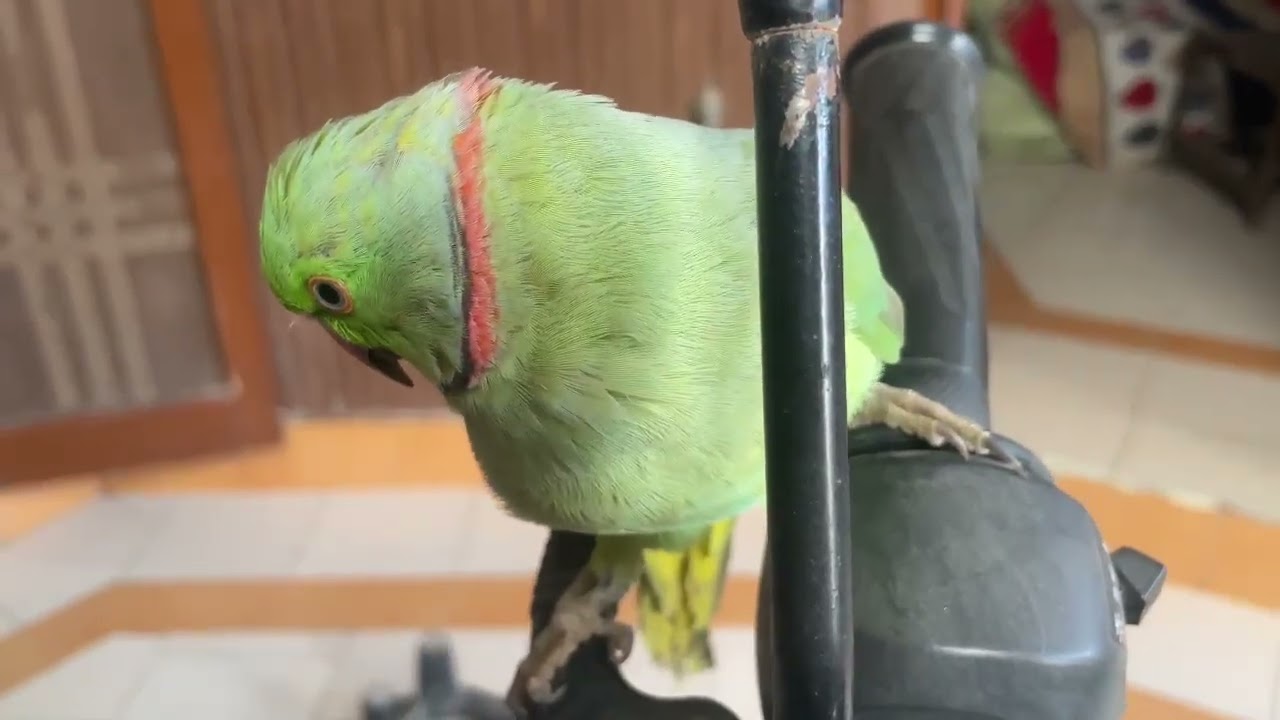 talkingparrot cuteparrot in home