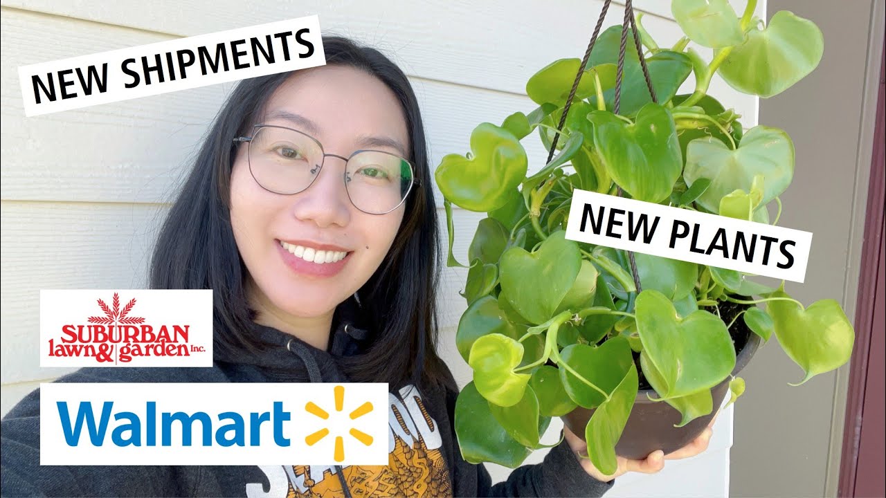 😱 Philodendron Grazielae at Walmart? 😱 New Shipment Alert and Plant Shopping at Walmart and Suburban