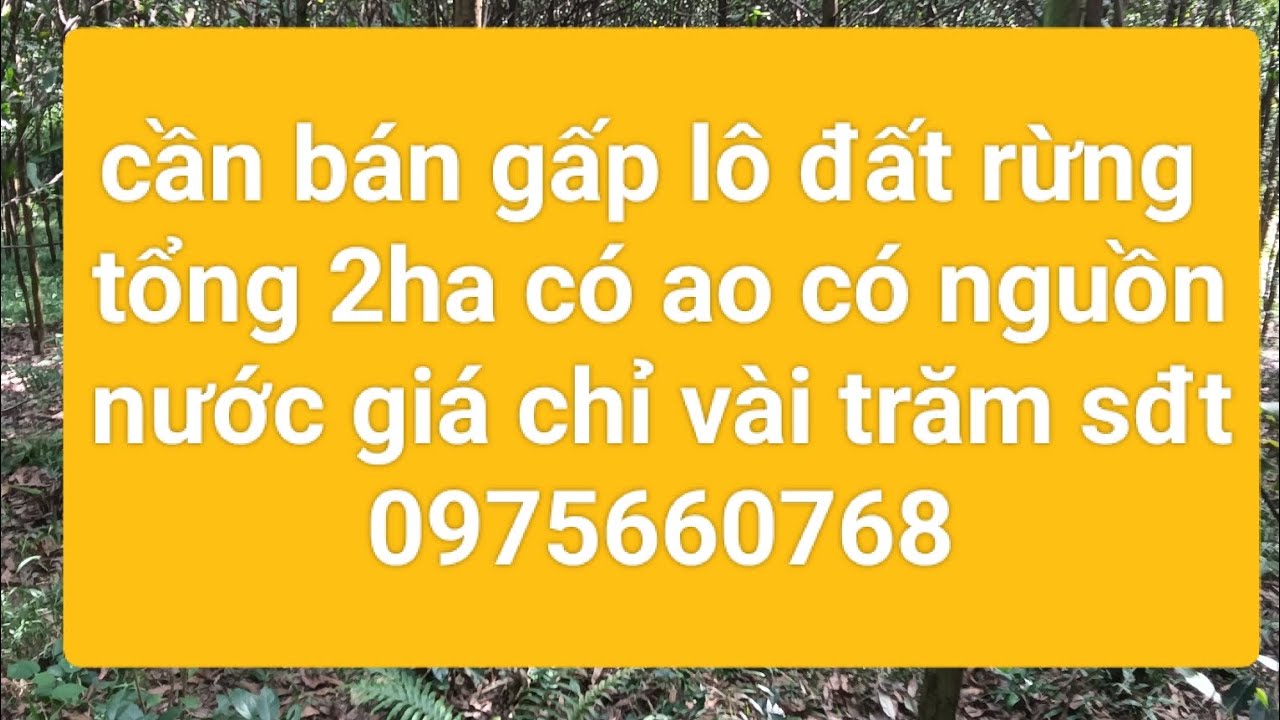 Cần bán lô đất rừng sản xuất tại phú thọ trên đất có ao.có nguồn nước giá chỉ vài trăm 