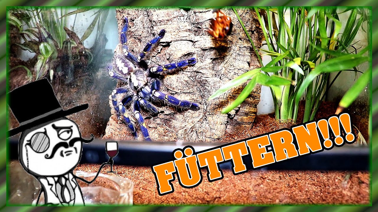 Endlich wieder f&uuml;ttern! Die gro&szlig;en Vogelspinnen haben hunger!!!