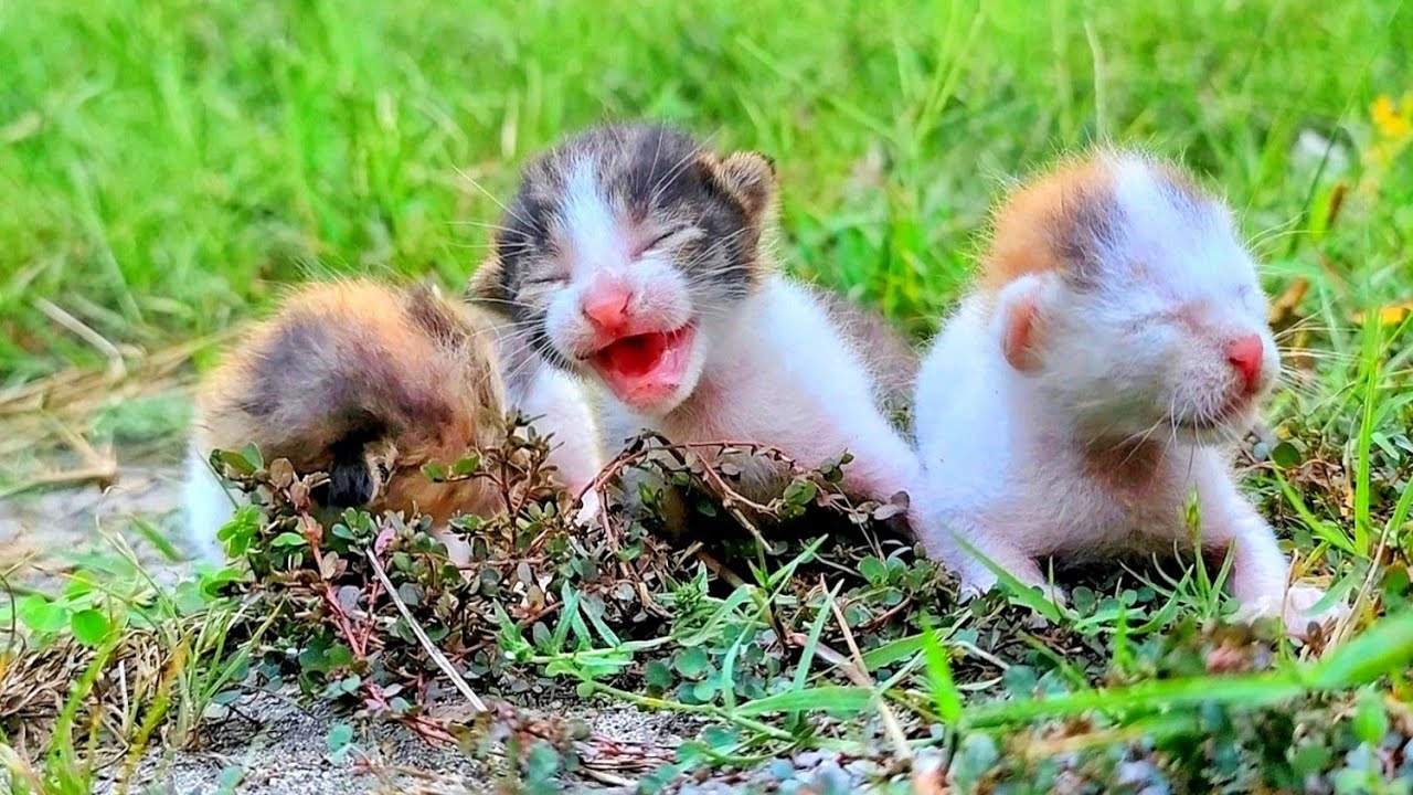 Dumped Tiny Kittens Cry Out for Their Mom, Until a Kind Heart Brings Them Safety and Love 🐱💖🐾