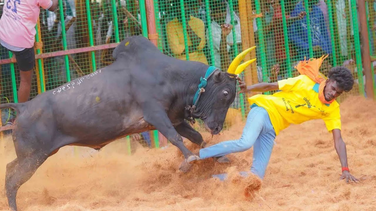 Pudukkottai Mukkanipatti Jallikattu Videos 2026