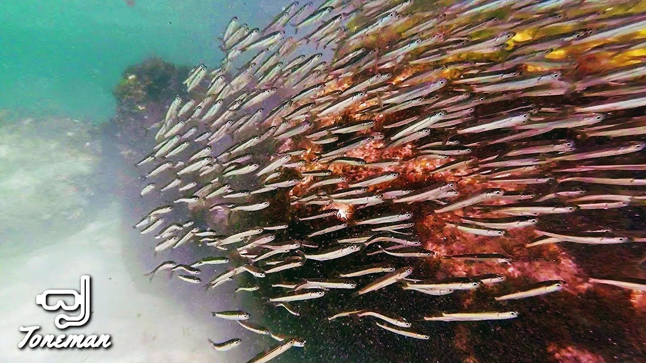 Destin Florida Snorkeling | Bait Ball