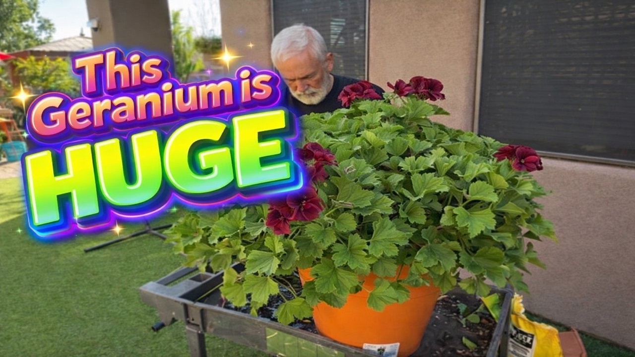 Repotting a GIGANTIC Geranium + Yard Pot Refresh 🌿