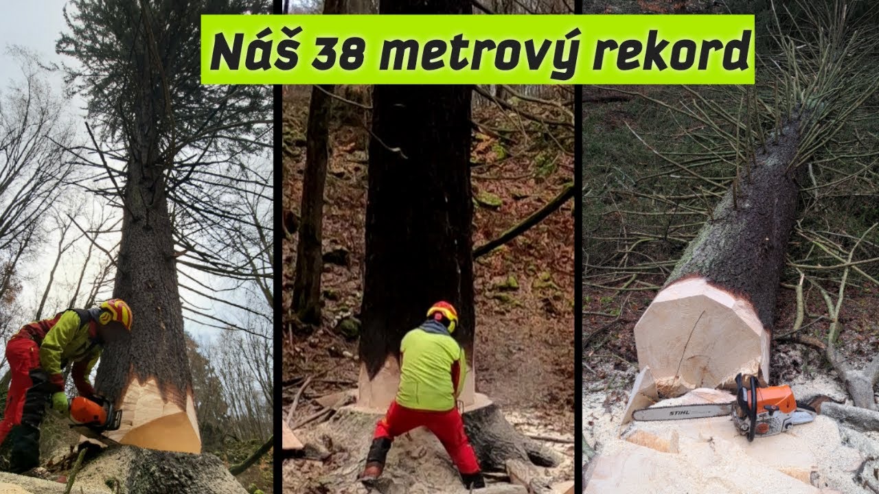 Ťažba najväčšieho smreka v novom roku, Big spruce, Forestwork, Felling trees, Stihl ms462, Amles