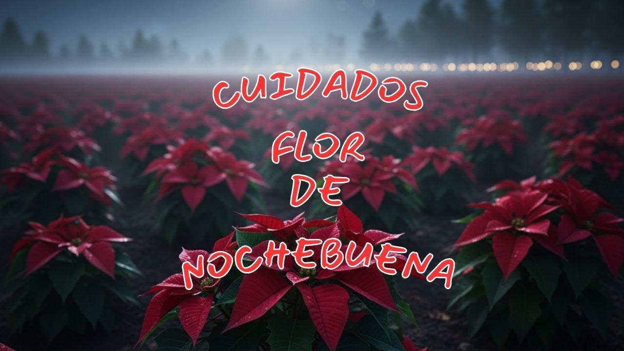Cuidados Nochebuena