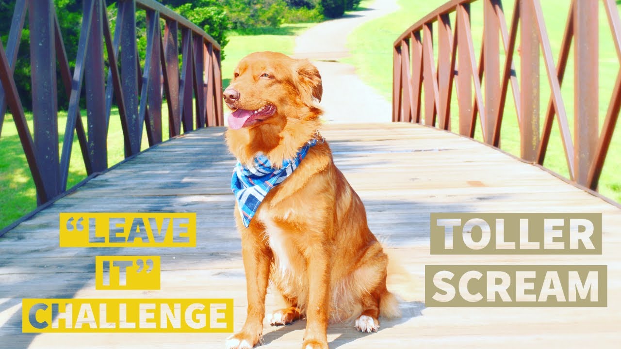 Nova scotia duck tolling retriever- About the breed- Toller scream- Leave it challenge