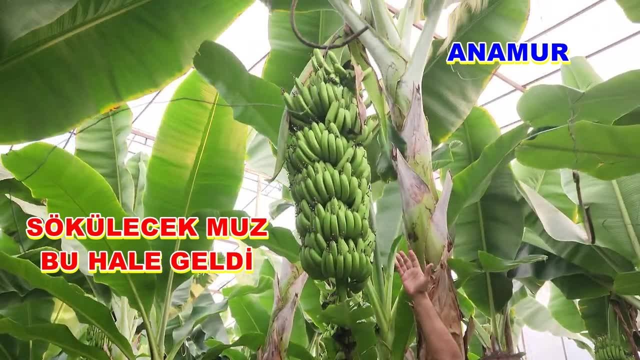 Anamur- Muz Serası Toprak Düzenleme Ve Sonuçları Muz Verimi