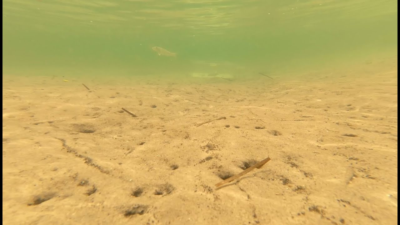 How to catch Flathead on poddy mullet