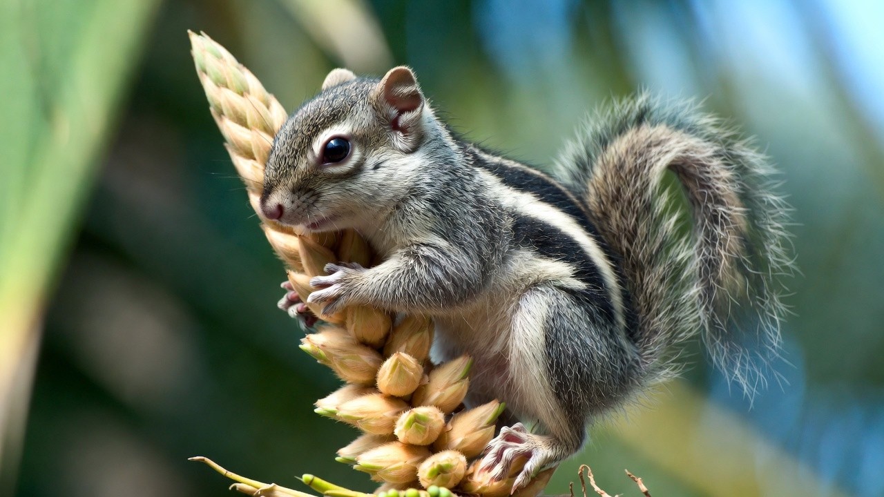 SO FLUFFY ! Cute Squirrel Made Me Smile