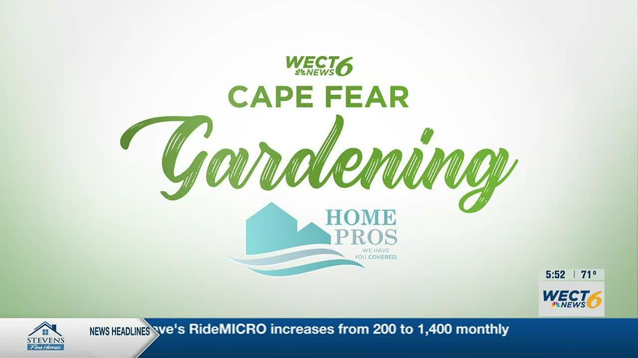 Cape Fear Gardening: Caring for Shumard Oak Trees