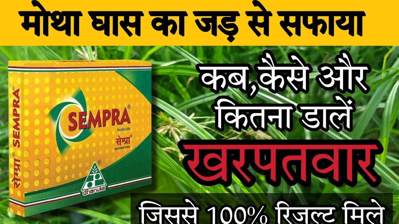 मोथा घास को जड़ से खत्म कैसे करें| मोथा घास का नियंत्रण|best herbicides Sempra for motha control