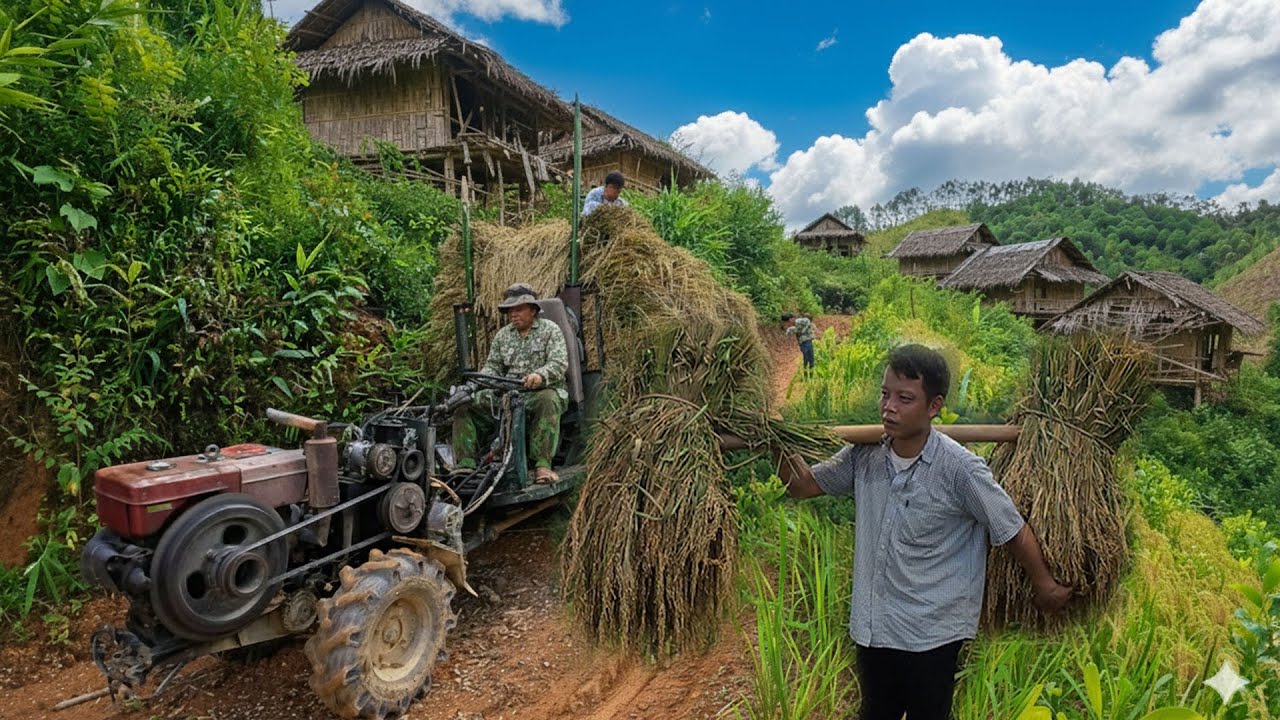 Tran Cong and the job of harvesting rice to exchange money for rice to cook, new life