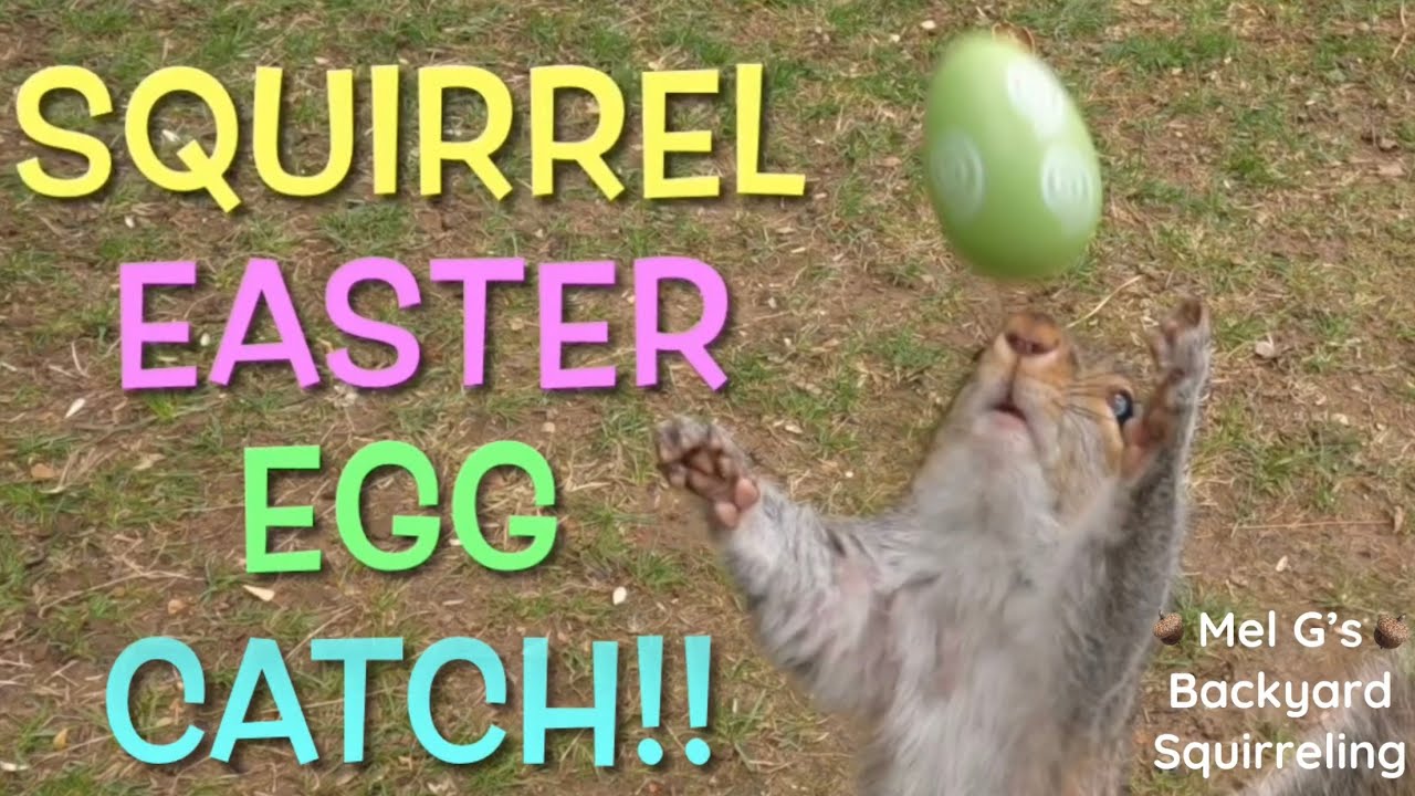Squirrel Easter Egg Catch!!