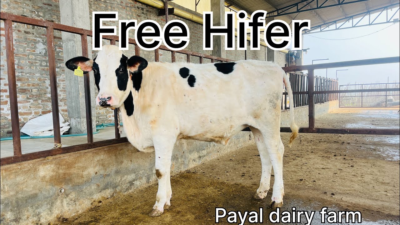 Free of cost hifar payal dairy farm