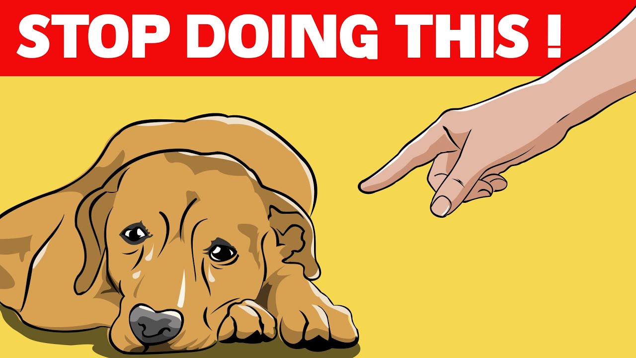 12 Things You Should Never Do to Your Dog