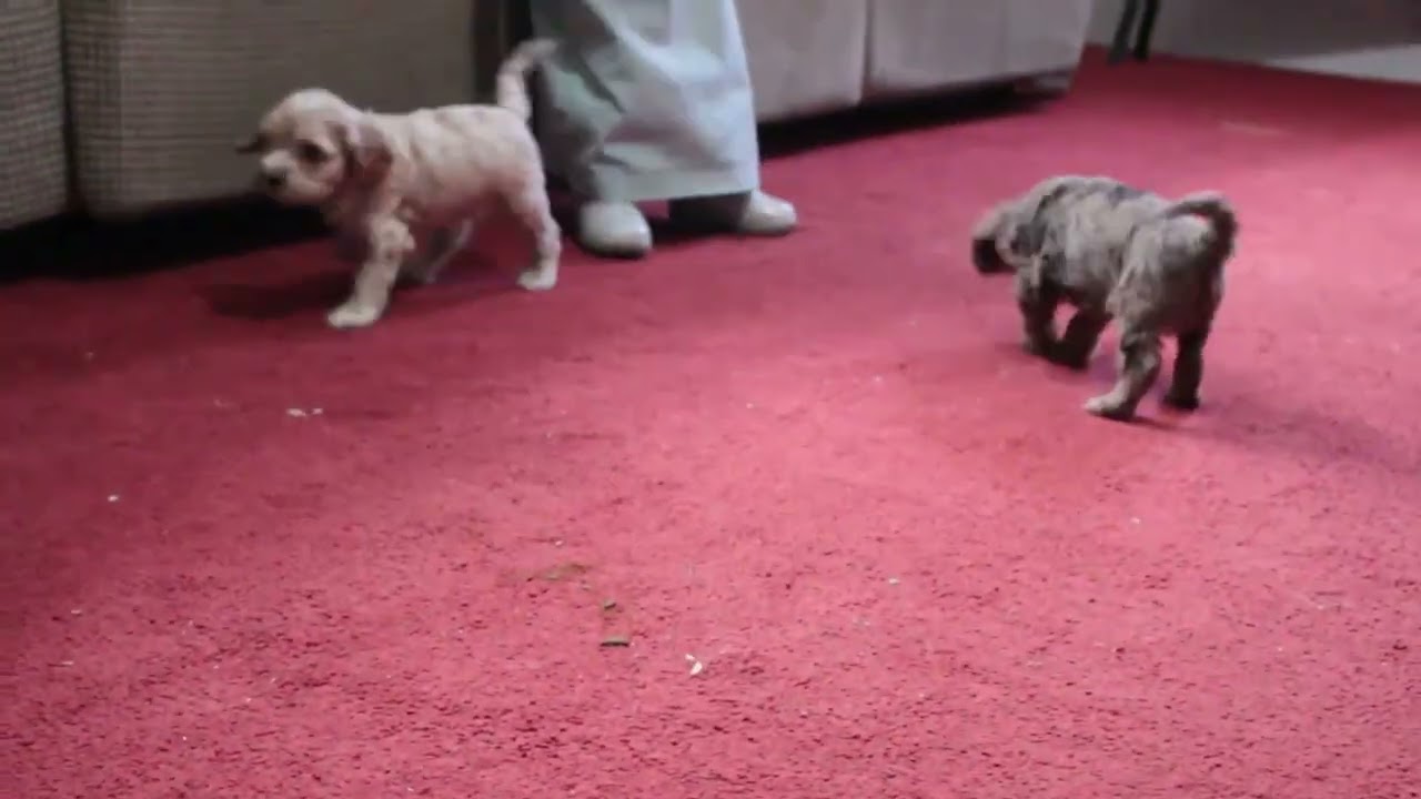 Cockapoo Puppies For Sale