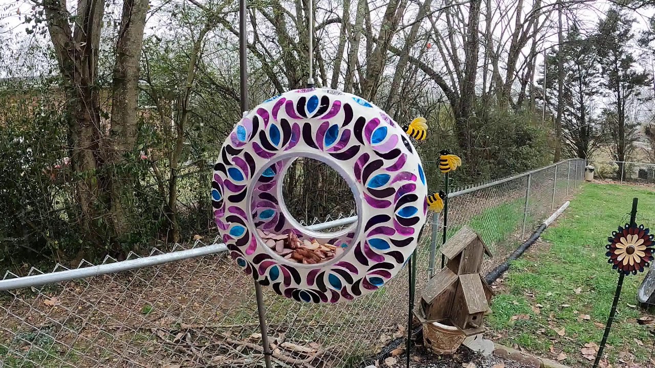 Streaming Live from my backyard