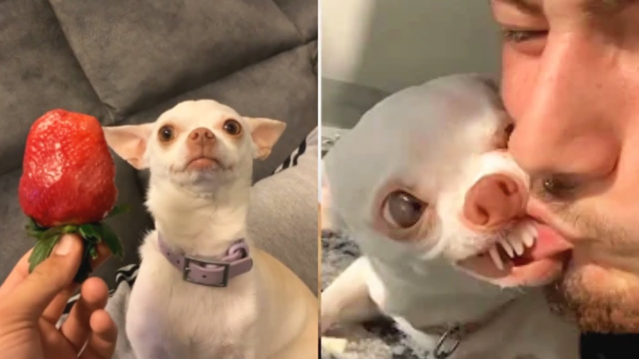 nikki mreviatar Tiktok | Funny Tiktok angry Dogs Compilations