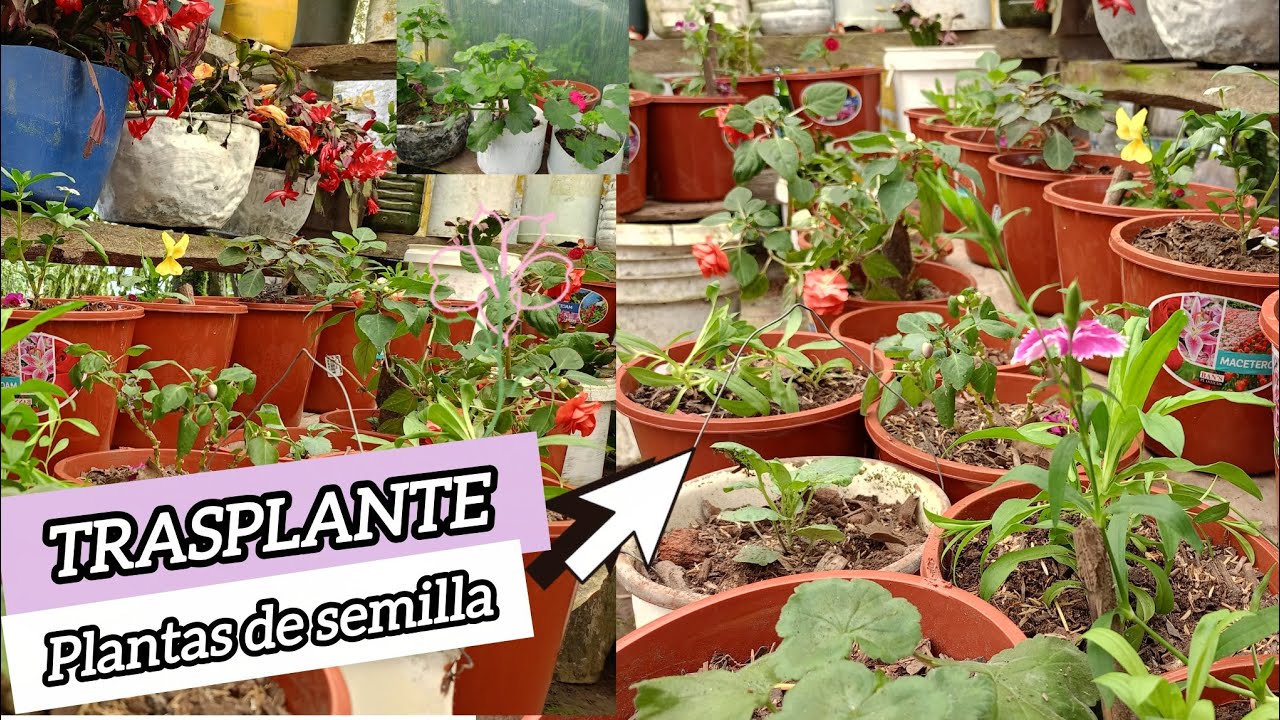TRASPLANTE de varias plantas por semillas 🥰