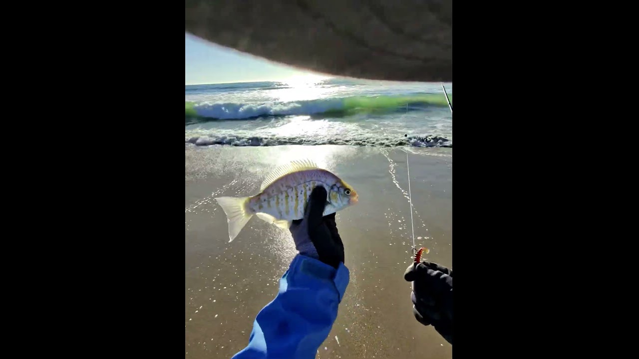 Surf fishing for barred perch using perch grubs by waxsmith baits