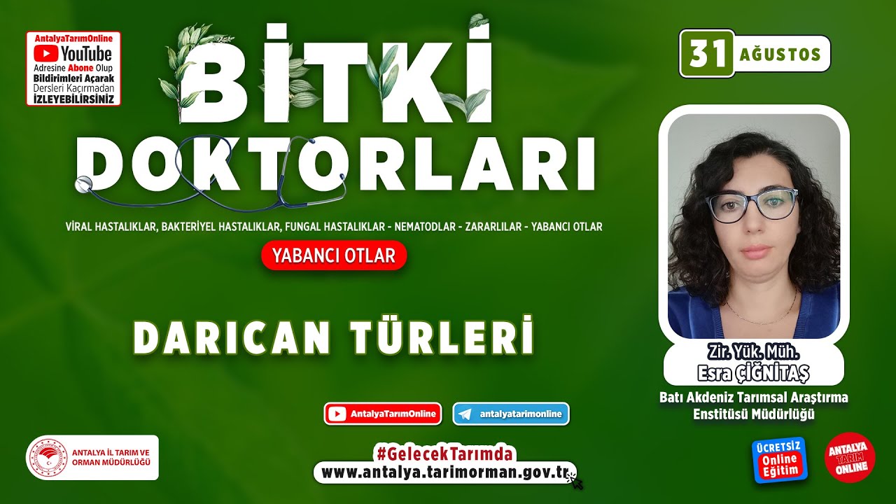 Bitki Doktorları 88 - Darıcan [ Echinochloa crus-galli (L.) P. B. ] ve Mücadelesi