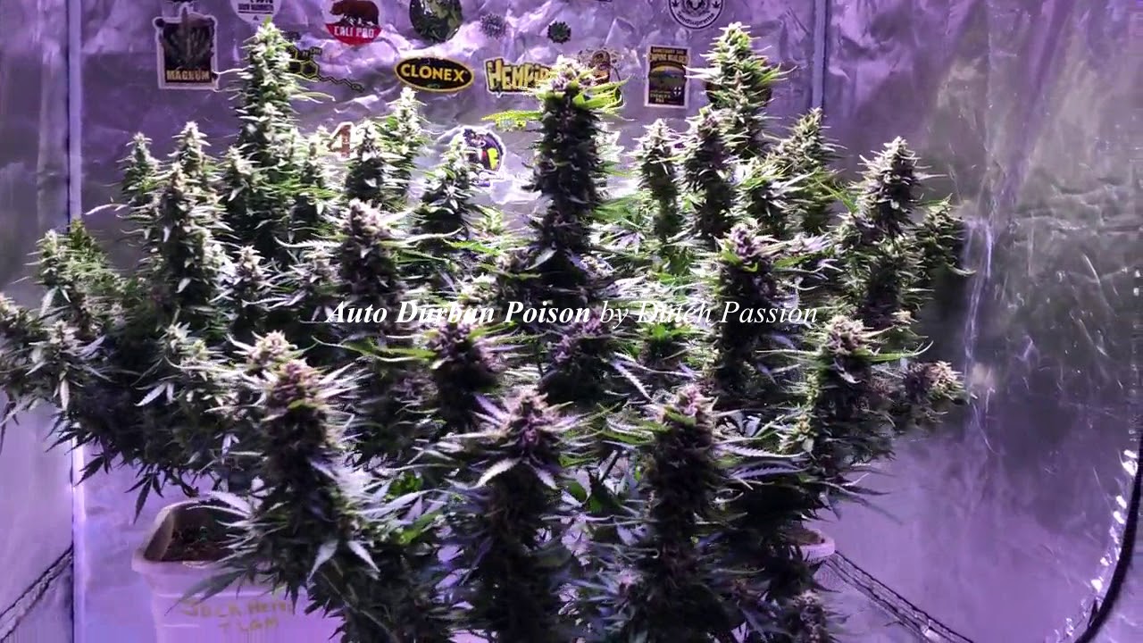 🌳GrowDiaries.com🌳 - How to grow Tangie'matic by FastBuds and Auto Durban Poison by Dutch Passion