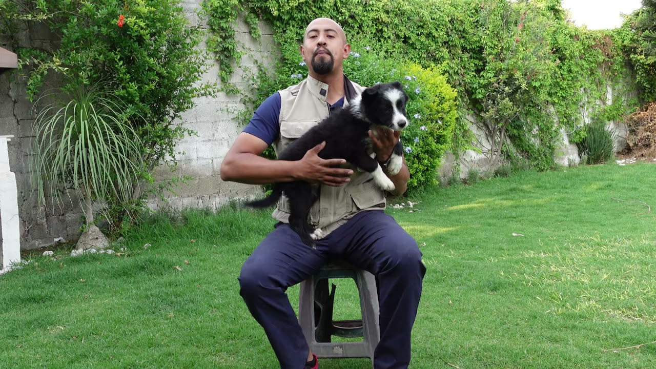 ADIÓS mordidas, a la hora de ACARICIAR A TU PERRO - Geo Rojas