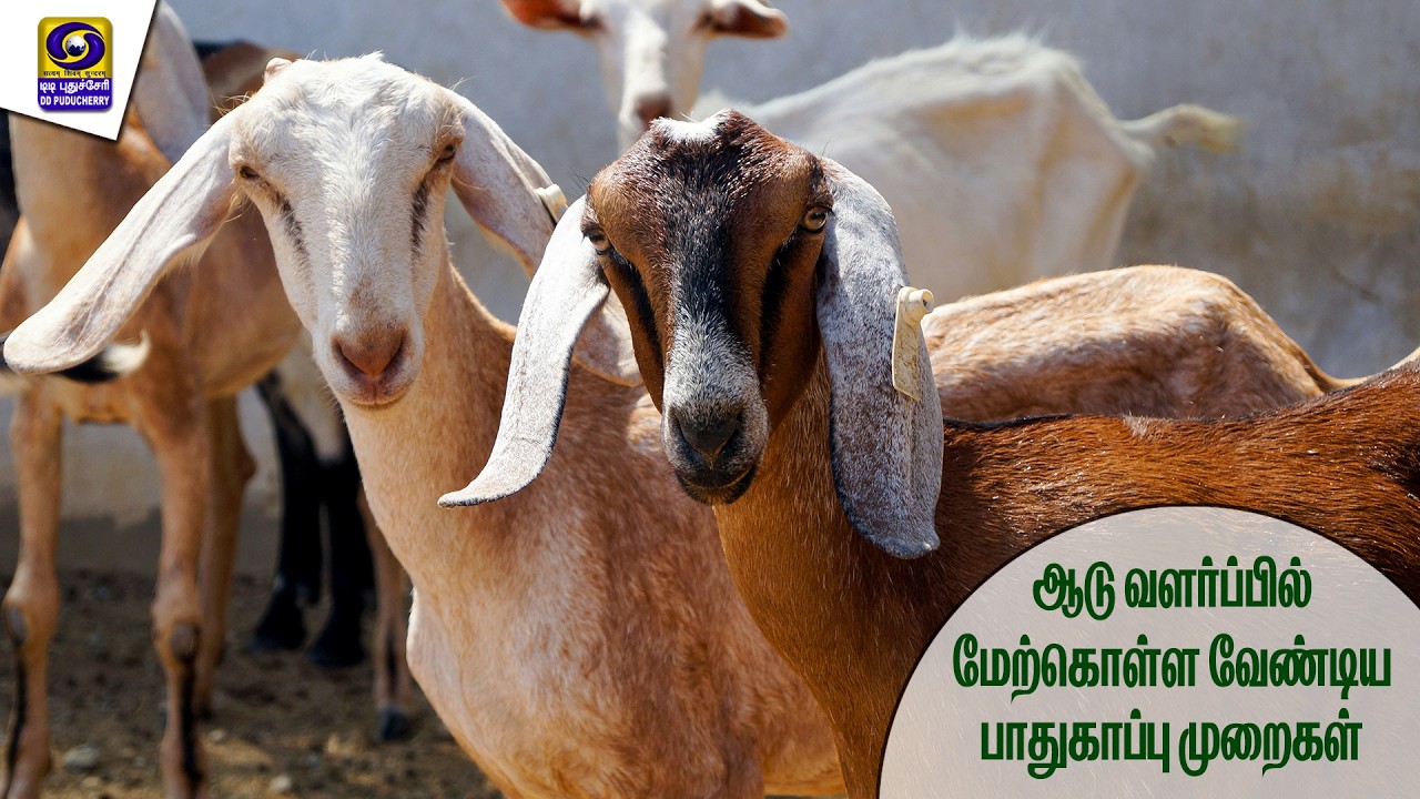 ஆடு வளர்ப்பில் மேற்கொள்ள வேண்டிய பாதுகாப்பு முறைகள் | 16.03.2026